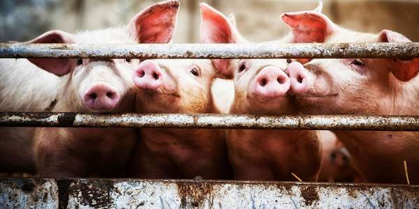 484521569 hog farm   livestock pork FB food beverage ERP meat IndObj foodBev istock 1600x800