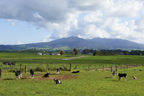 Waikato, New Zealand, cows, pasture, countryside