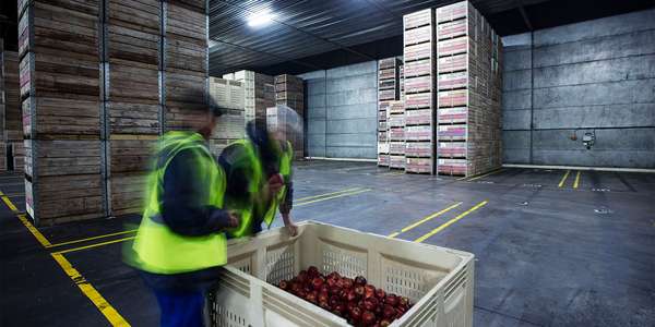 food warehouse inspection   workers apples distribution 