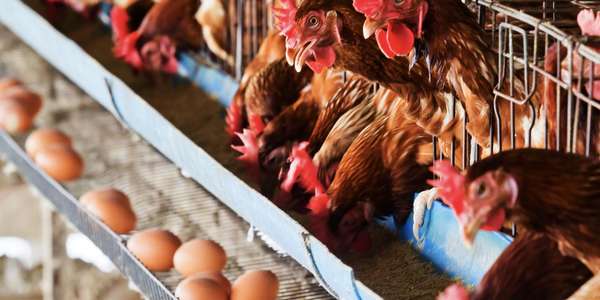 eggs chicken farm poultry 