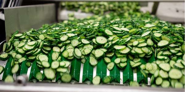 cucumber slices on conveyor belt