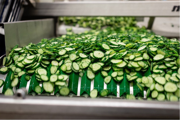 cucumber slices on conveyor belt