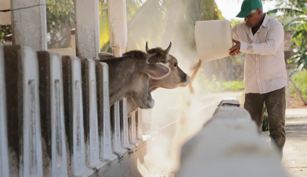 Man pours Nutreco cow feed into trough as cattle watch