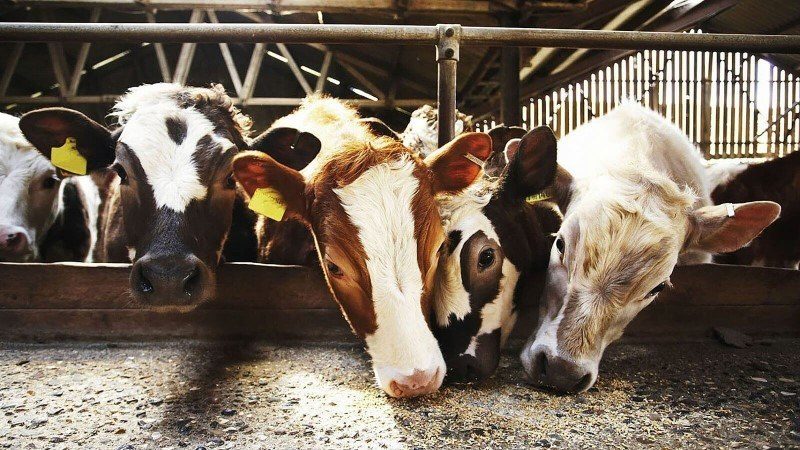 cows feeding