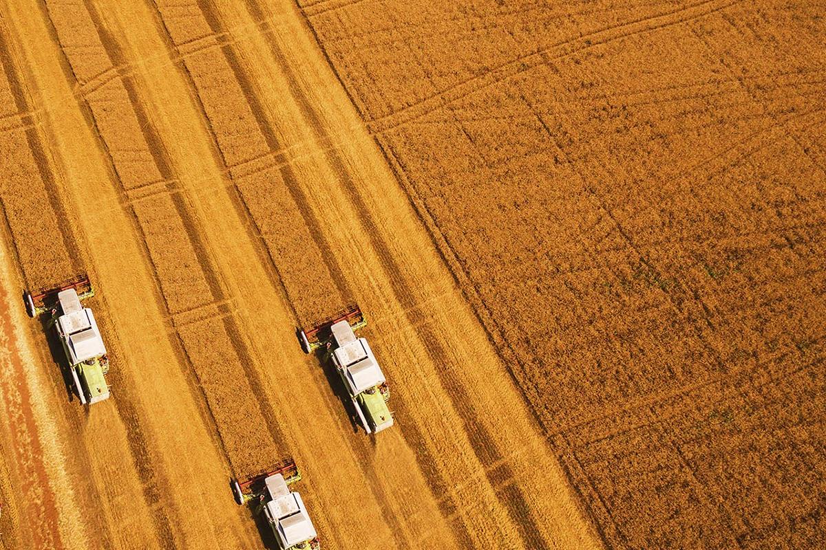 Harvest equipment in a wheat field