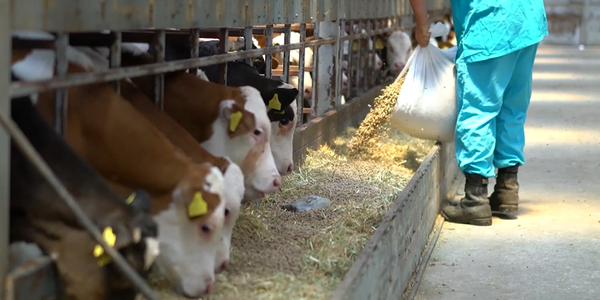 Man provides Nutreco feed to cows