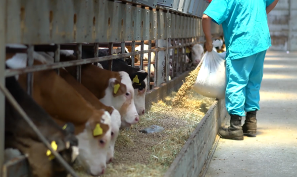 Man provides Nutreco feed to cows