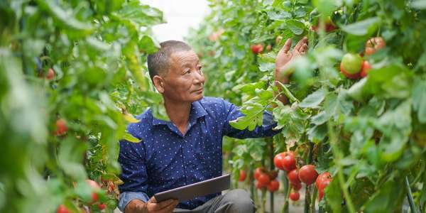 1252858449 Chinese Asian Farmer digital   tablet tomato field FoodBev 