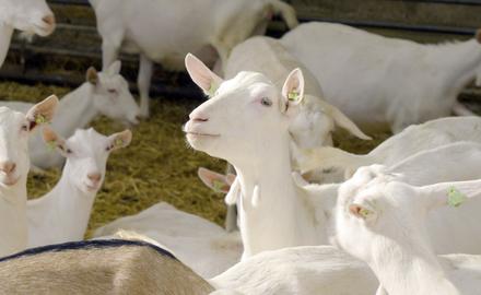 Amalthea Dairy Goats