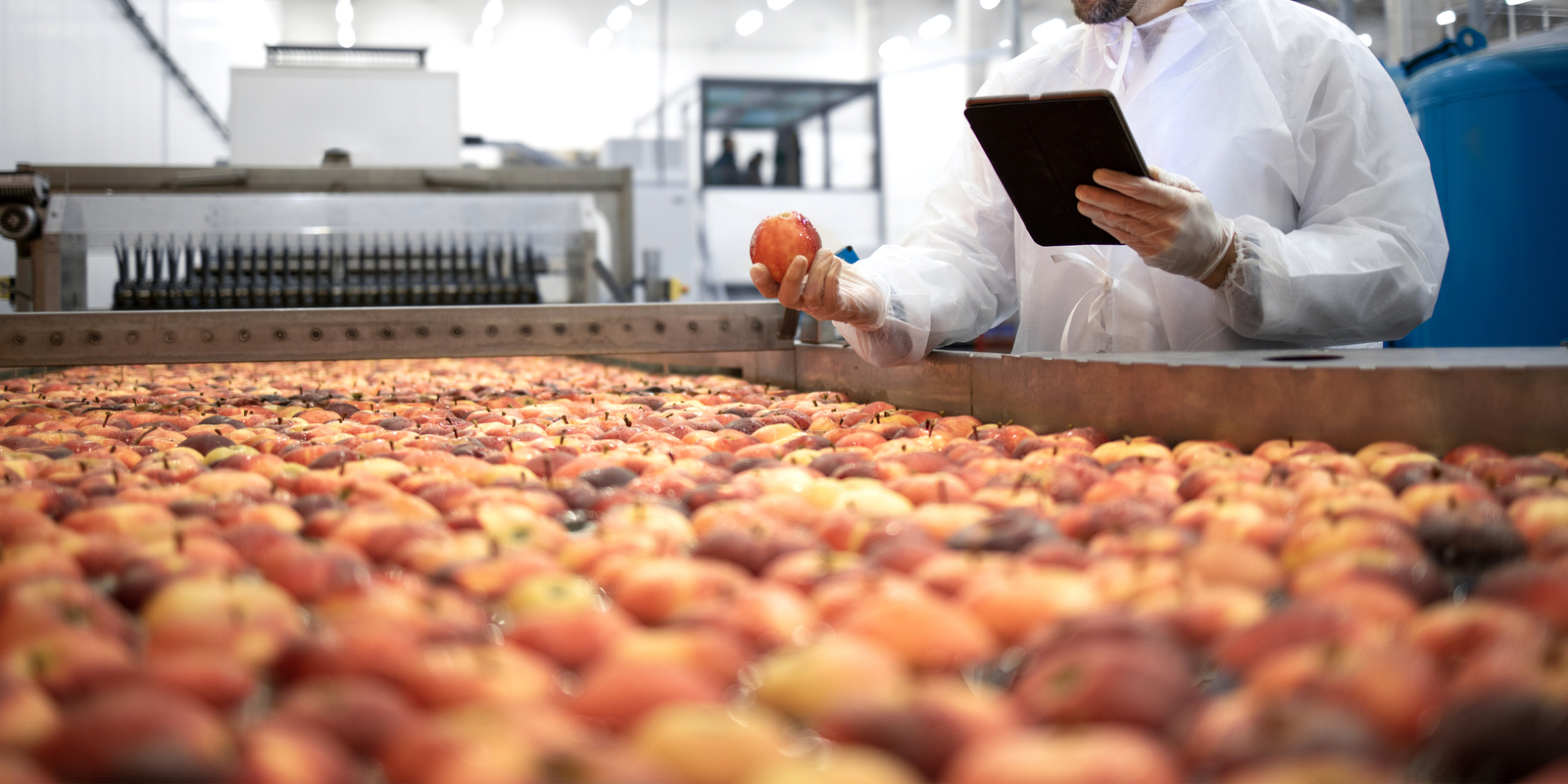 Trabajador agrícola inspeccionando una manzana