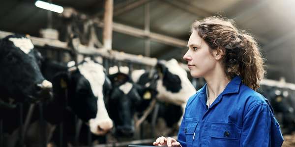 1185843586 woman digital tablet working cow farm dairy meat Getty