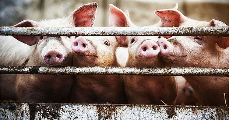 photo of pigs on a farm