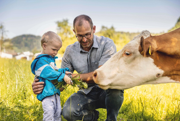 man and boy feed grass to cow in Swiss mountain meadow