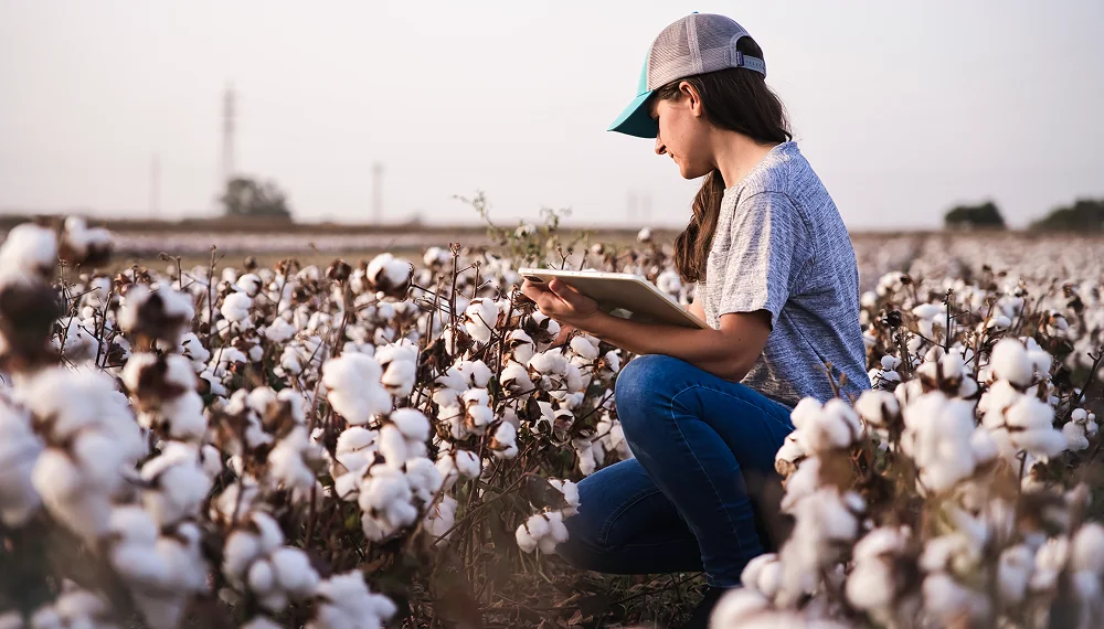 Cotton supplier checking crops in a field with a tablet