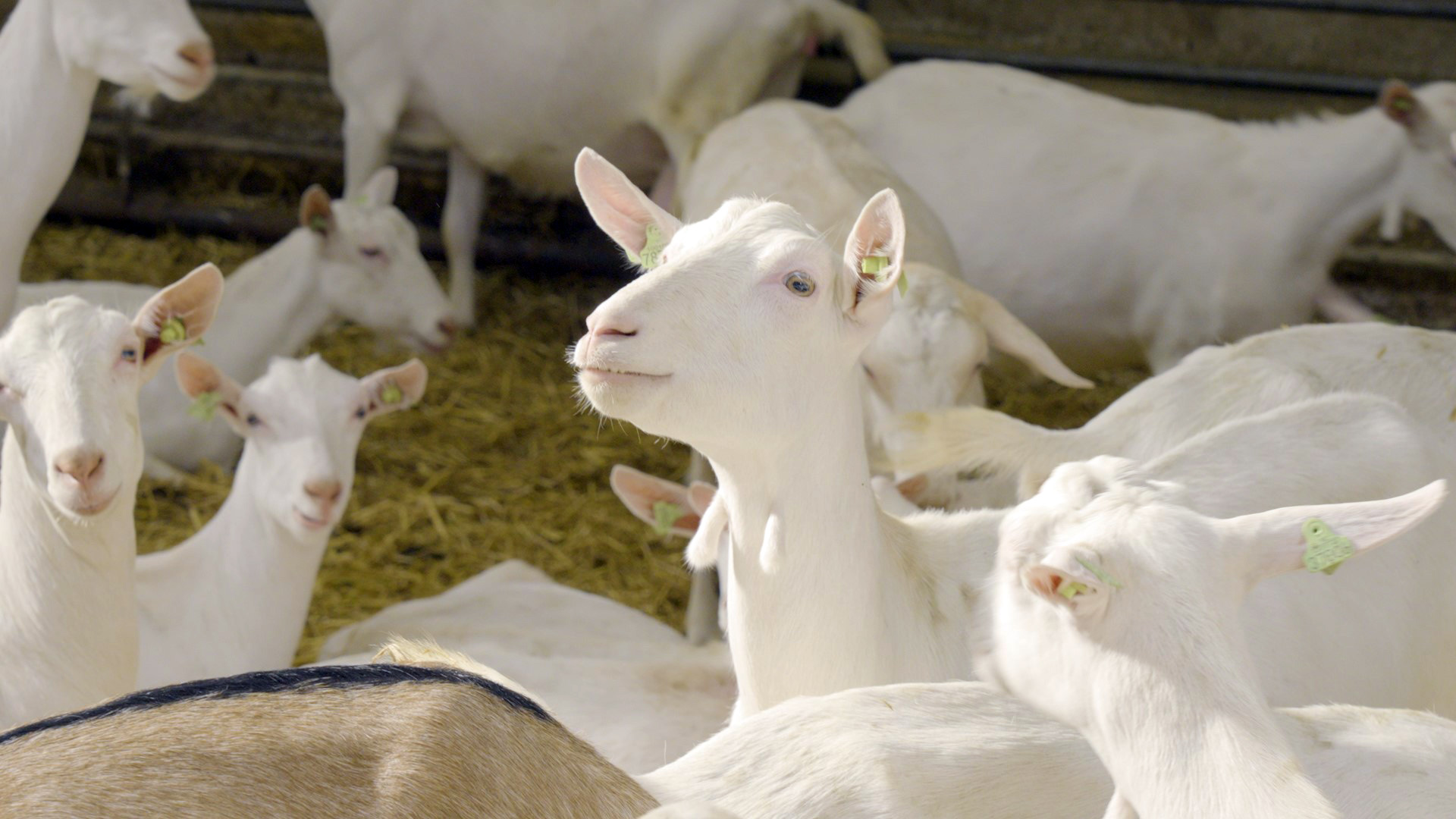 amalthea dairy goats.jpg