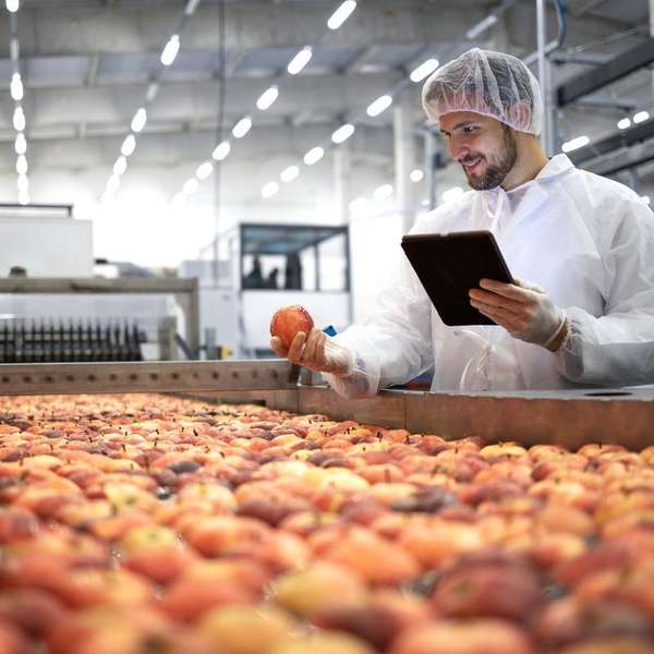 Verarbeitung der Apfelproduktion im Werk 