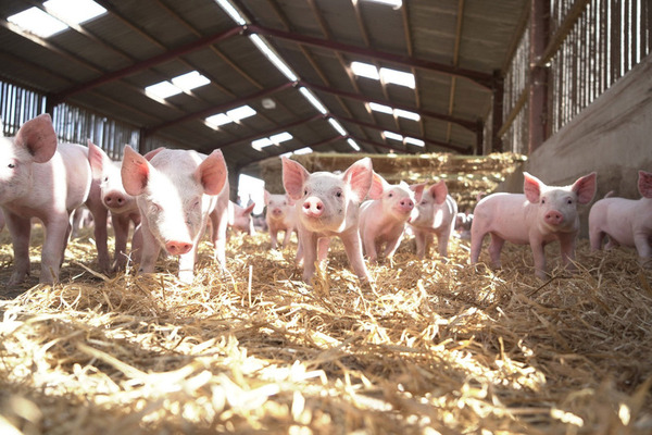 young pigs walk in hay in barn