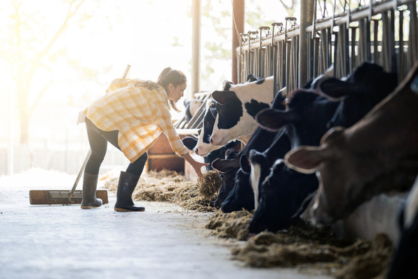 dairy cows eating in barn woman with broom adds feed