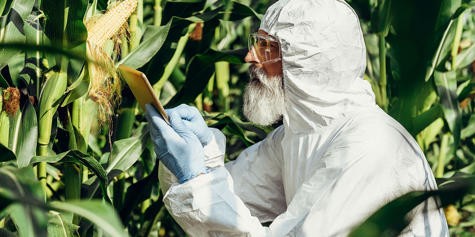 agricultural scientists researching