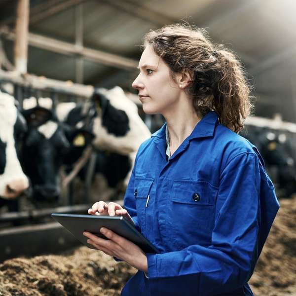 tableta digital para mujer trabajando carne productos lácteos granja vaca