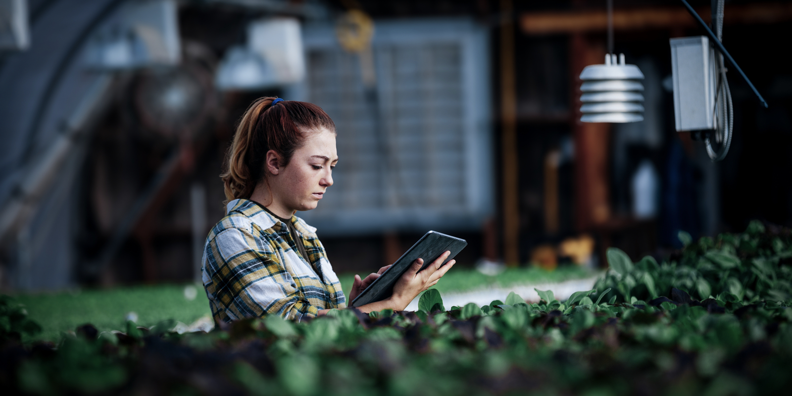 Female farm worker using digital tablet in greenhouse