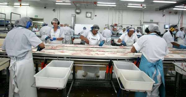 Sealord wetfish processing line