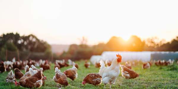 1342480600_range-healthy-brown-organic-chickens-white-rooster-green-meadow-BeautySht-FoodBev