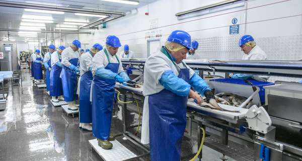 168849341-production-line-worker-fish-factory-hero-getty