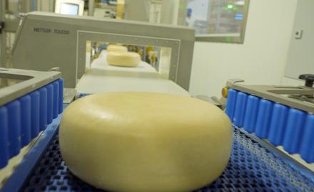 Amalthea cheese on conveyer belt