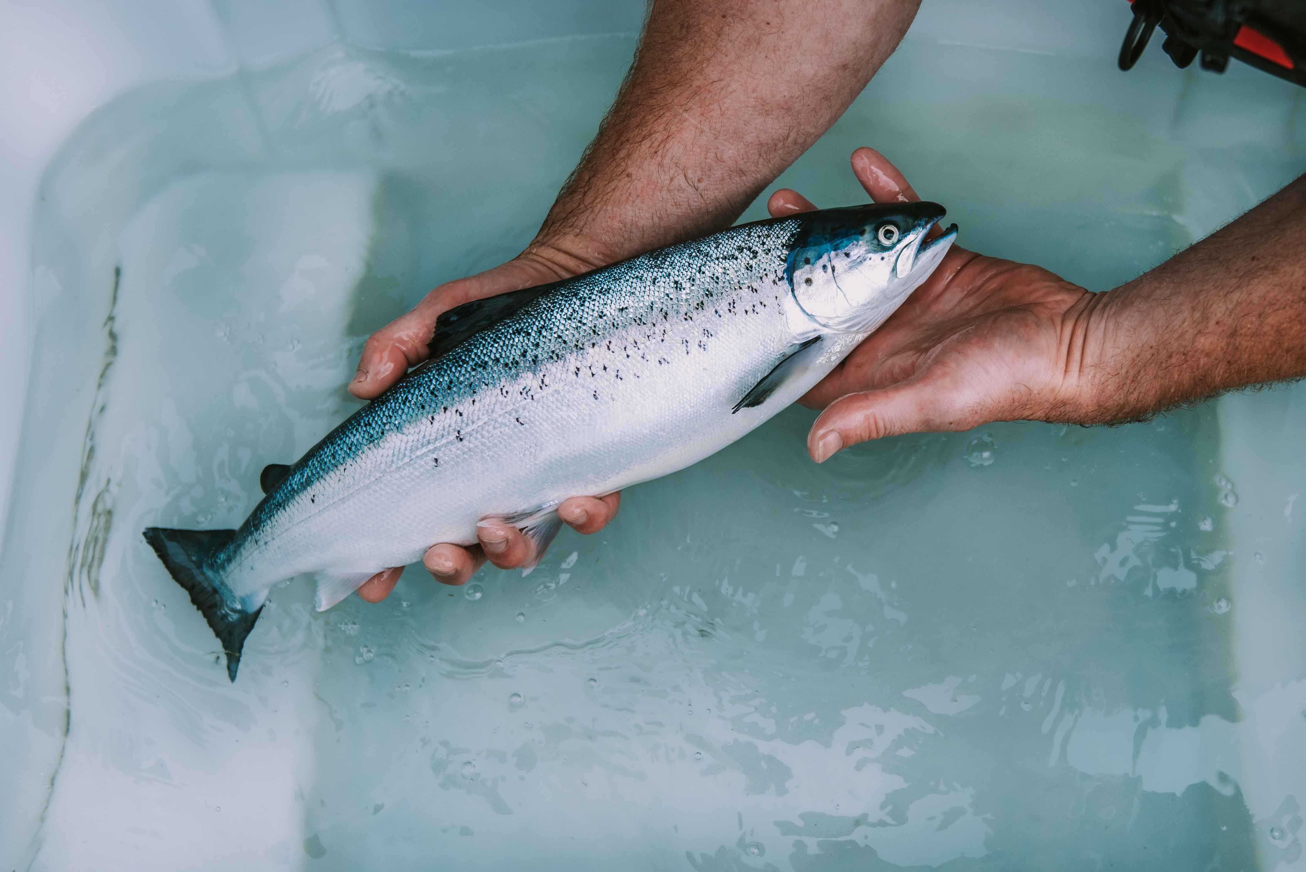 fish caught by fisherman