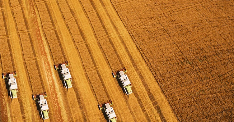 Harvest wheat field food beverage FB  