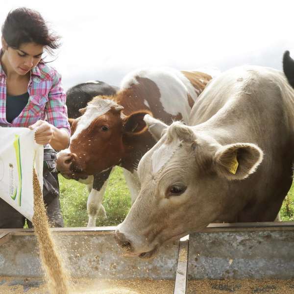 granja de vacas de carne de res 