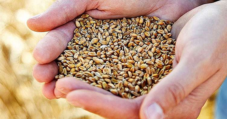 Handful of grain