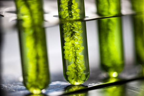 green plant materials in test tubes lined up