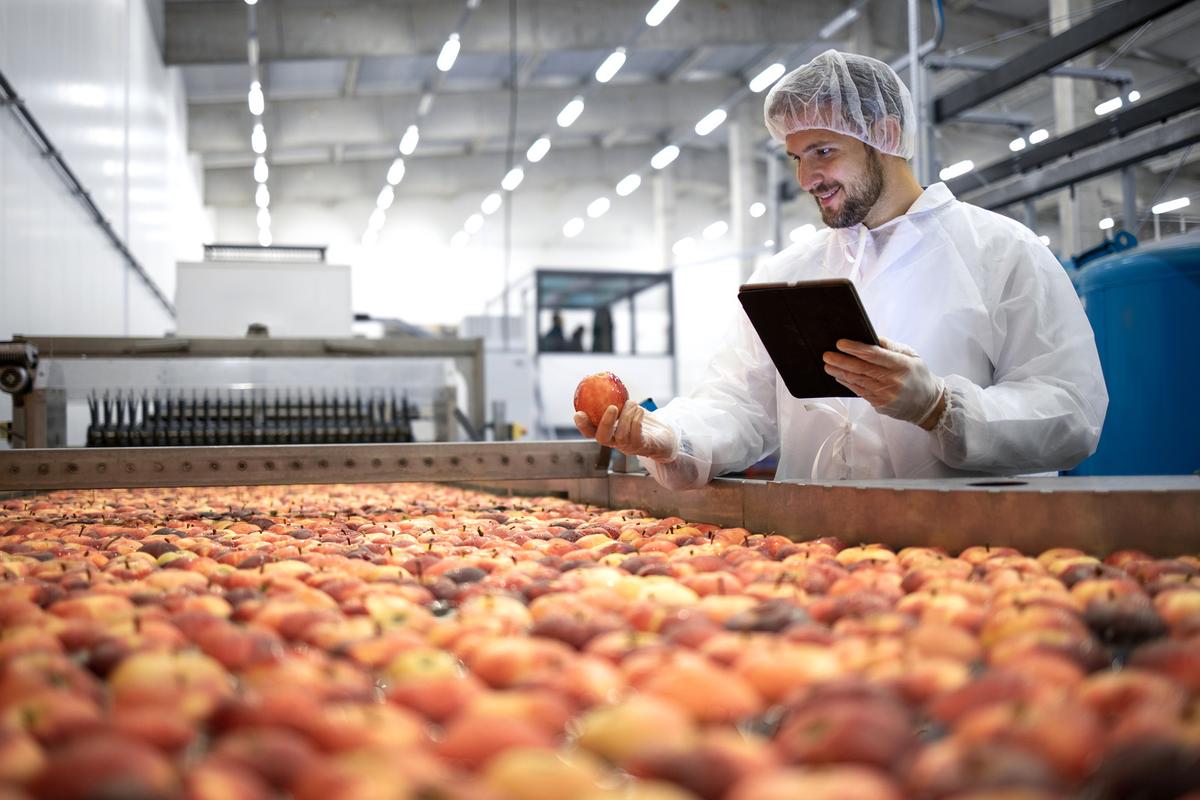 Farm worker inspecting an apple