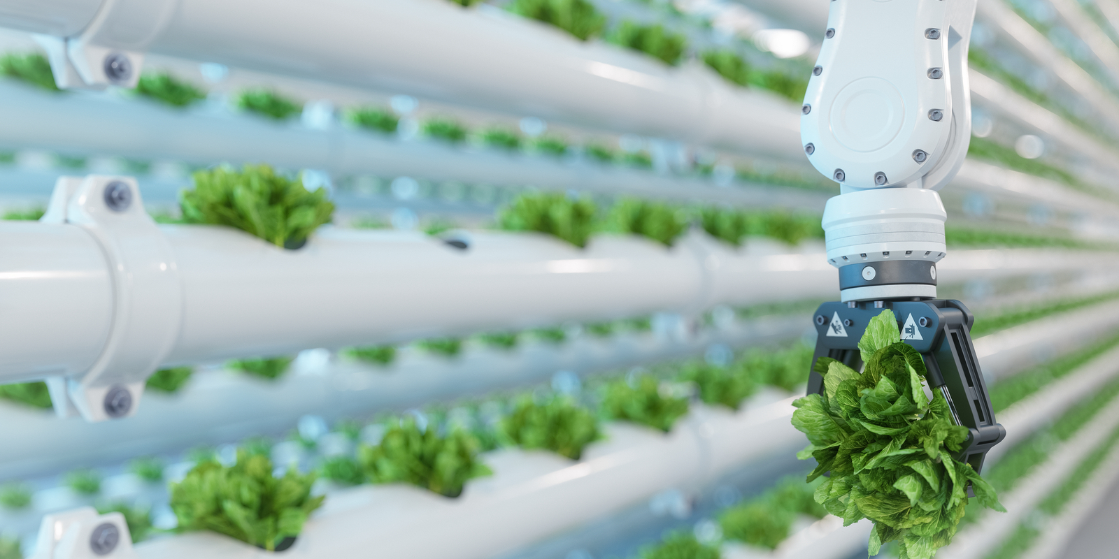 Automatic Agricultural Technology with Robotic Arm Harvesting Lettuce