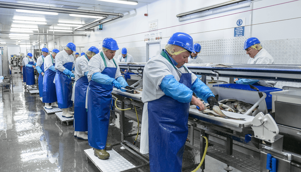 Production line worker fish factory
