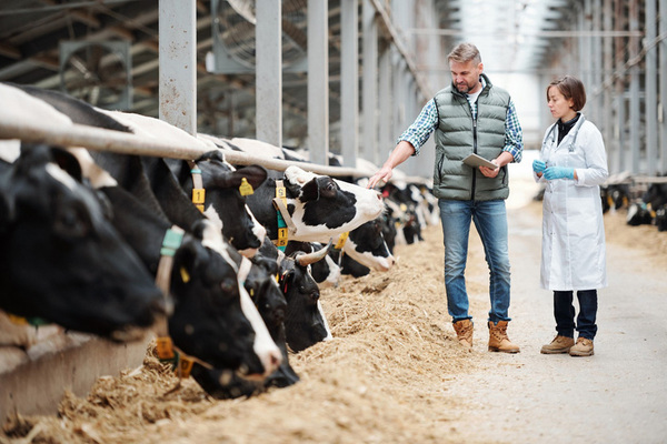 dairy cows eating in barn man and woman tablet look on