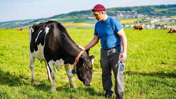 man pats cow in Swiss mountain meadow