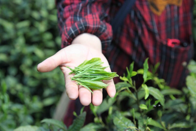 Palais des Thés tea leaves in hand