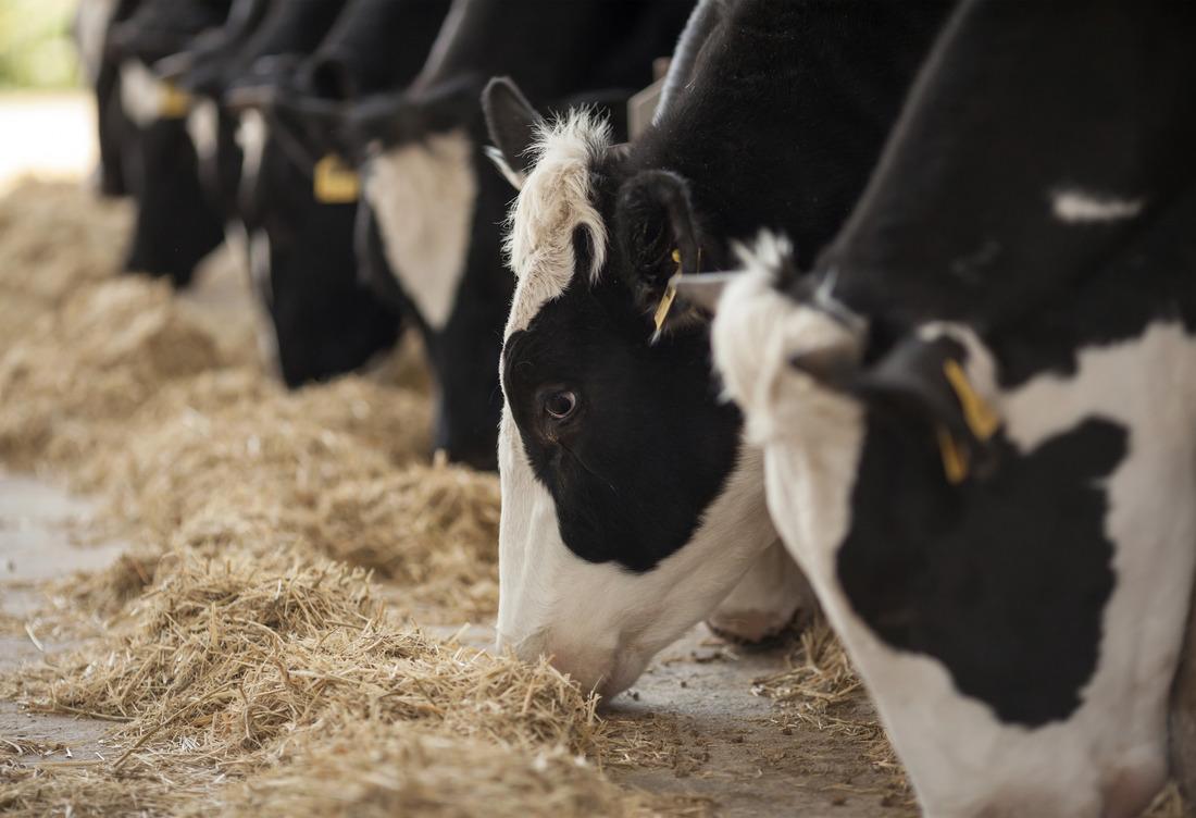 cows feeding