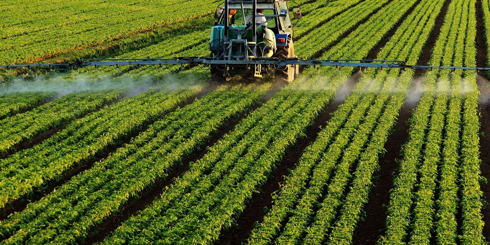 spraying field