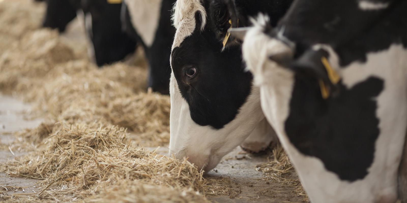 vacas alimentándose