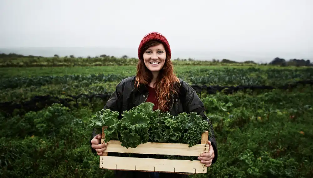 Agribusiness worker holding a crate of lettuce