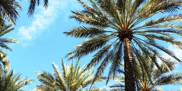 palm trees blue sky Coral Gables   adobe 