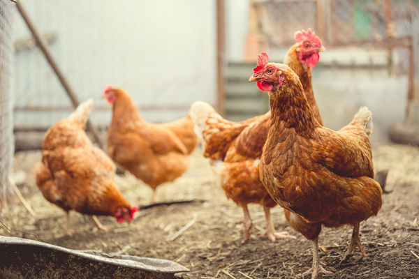 brown hens scratch in hay in barn