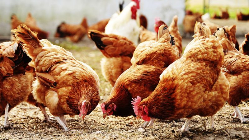 poules élevées en plein air